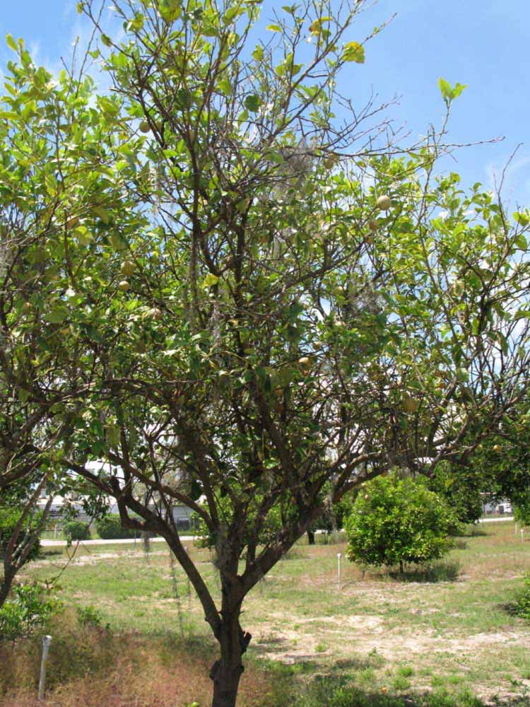            Habit (Pink Variegated, Winter Haven, FL)   